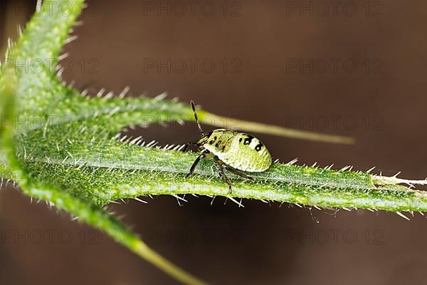 Green shield bug,