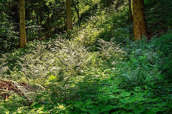 Incidence of light in the forest with forest lady fern,