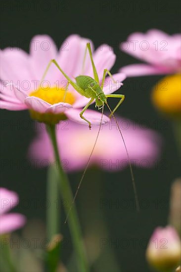 Speckled bush cricket,