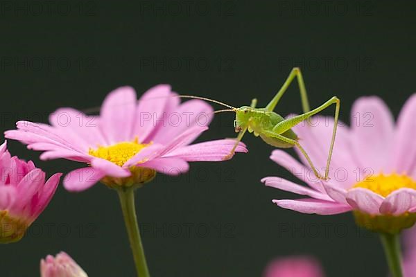 Speckled bush cricket,