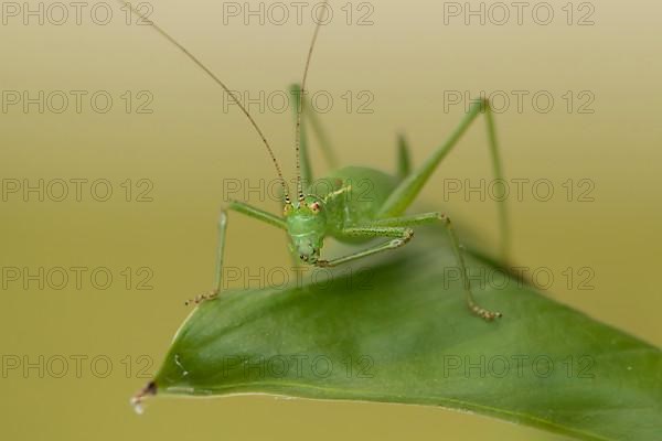 Speckled bush cricket,