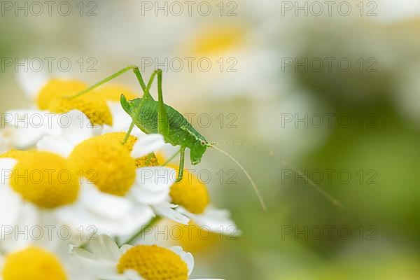 Speckled bush cricket,