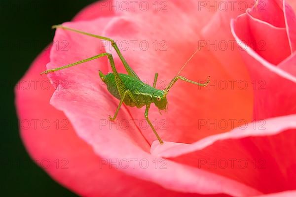 Speckled bush cricket,