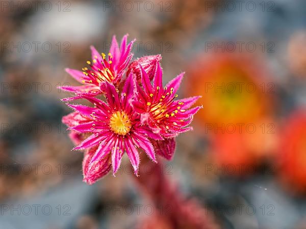 Mountain Houseleek,
