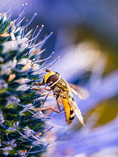 Common Drone Fly,