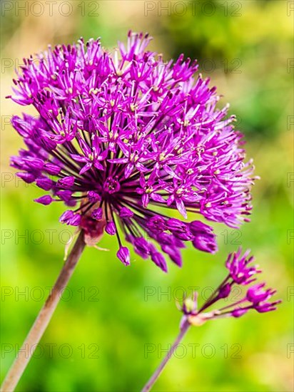 Giant Allium,