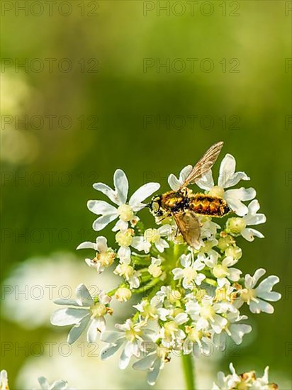 Broad Centurion Fly, Chloromyia formosa