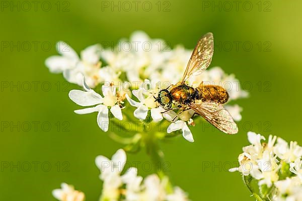 Broad Centurion Fly, Chloromyia formosa