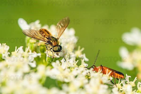 Broad Centurion Fly, Chloromyia formosa