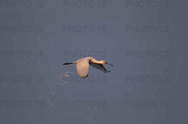 Eurasian spoonbill,