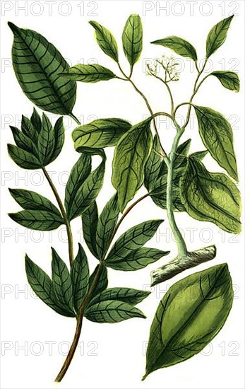 Camphor tree, and incense tree