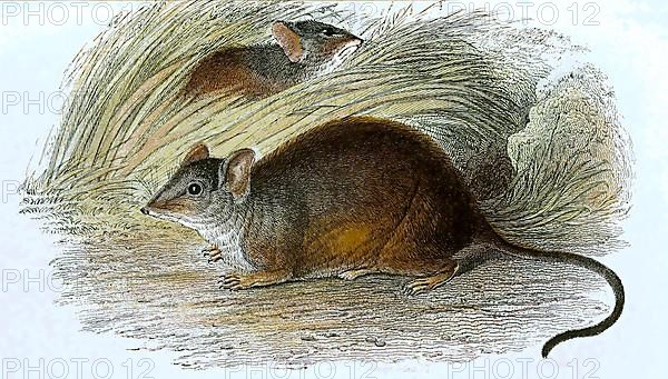 Cape hamster rat, Saccostomus campestris