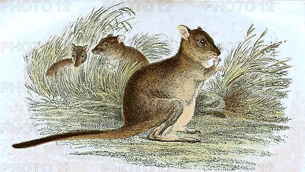 Kangaroo rat,