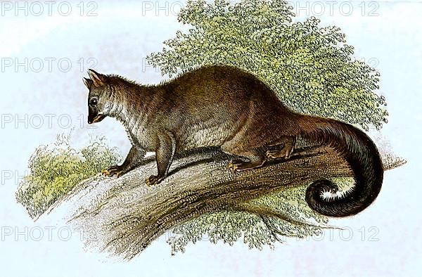 Grey Couscous, also known as northern common cuscus