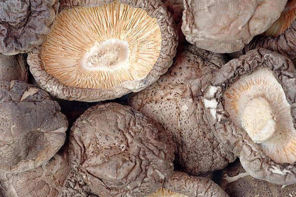 Shiitake,