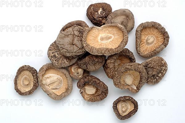 Shiitake,