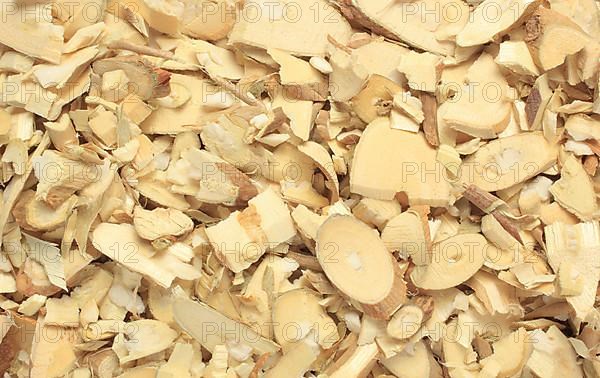 Cut twigs of the medicinal plant white mulberry,