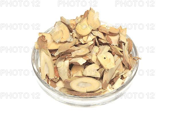 Cut twigs of the medicinal plant white mulberry,