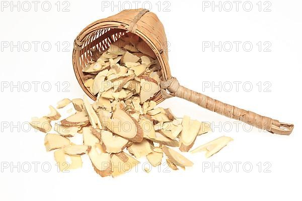 Cut twigs of the medicinal plant white mulberry,