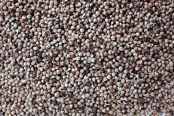 Medicinal plant Monk's pepper, Monk's pepper seeds