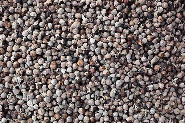 Medicinal plant Monk's pepper, Monk's pepper seeds