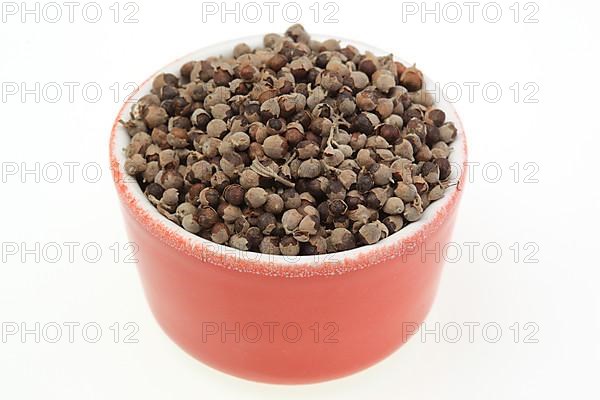 Medicinal plant Monk's pepper, Monk's pepper seeds