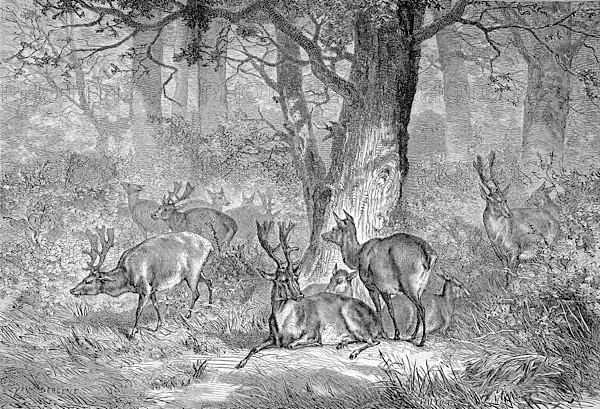 Fallow deer,