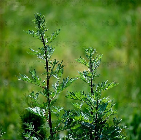 Mugwort or Common wormwood,