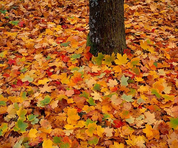 Maple leaves in autumn colour, tree trunk
