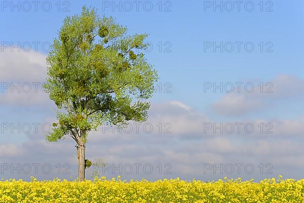 Poplar,