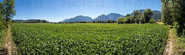 Vegetable field in the Rosental, near Ferlach
