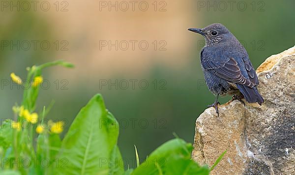 Blue Rock Thrush,