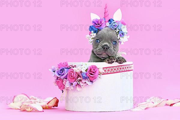 Blue French Bulldog dog puppy with unicorn headband with horn peeking out of box with flowers on pink background,