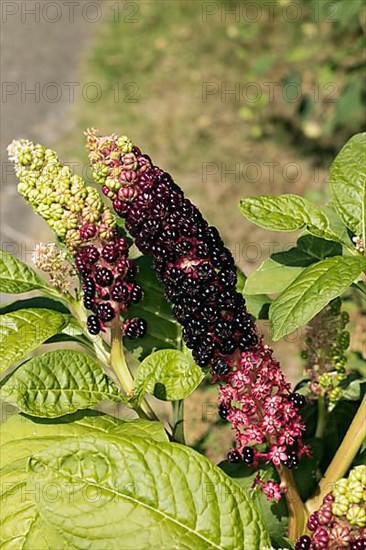 Kermes berry plant,