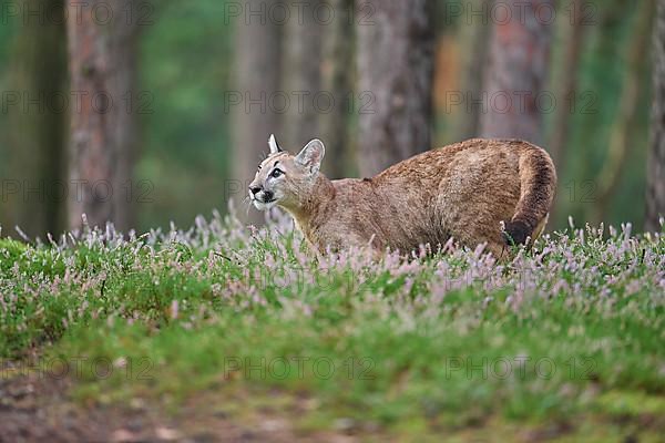 Cougar, Mountain Lion