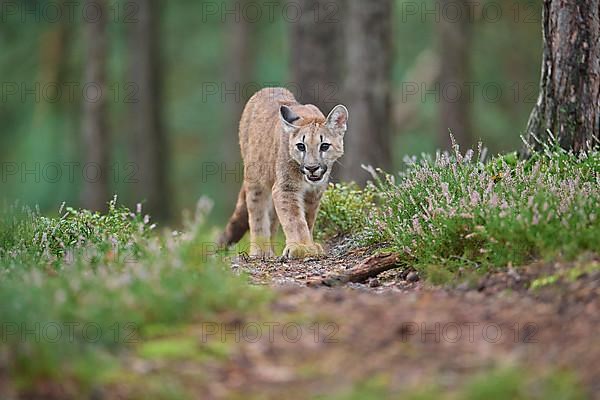 Cougar, Mountain Lion