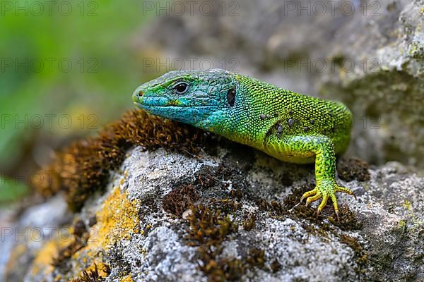 Western green lizard,