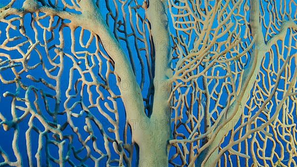 Details of the soft coral,