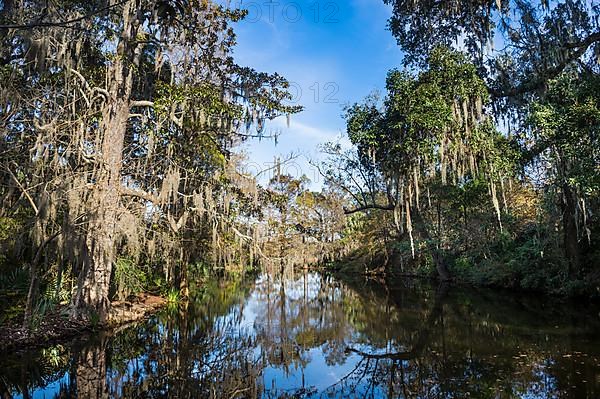 Swampy area in the Magnolia Plantation outside Charleston, South Carolina