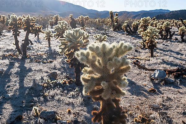 Cholla Cactus Garden, Joshua Tree National Park