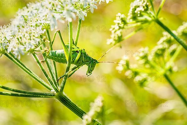 Great Green Bush-cricket,