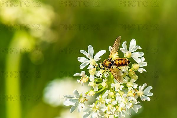 Broad Centurion Fly, Chloromyia formosa