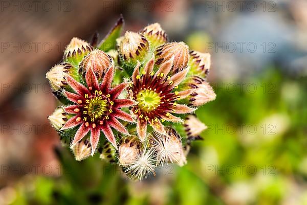 Mountain Houseleek,