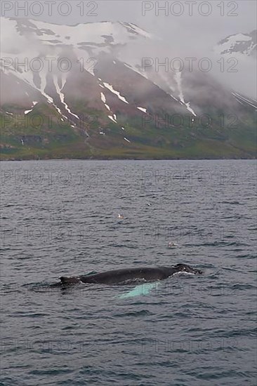 Humpback Whale,