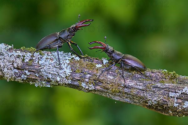 Stag beetle,