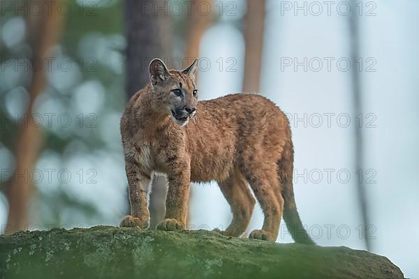 Cougar, Mountain Lion