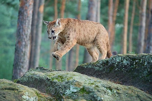 Cougar, Mountain Lion