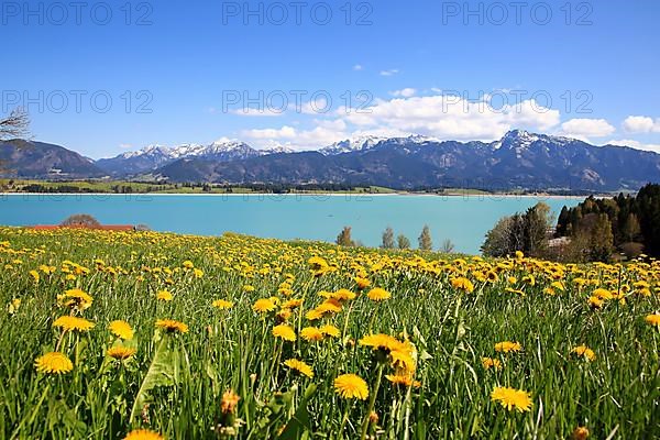Lake Forggensee in the Koenigswinkel with the Alps in the background. Fuessen, Ostallgaeu