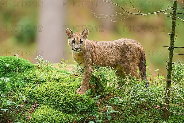 Cougar, Mountain Lion