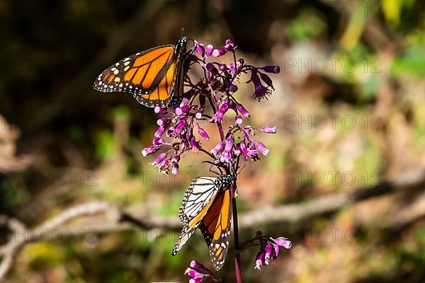Close up from a Monarch butterfly,